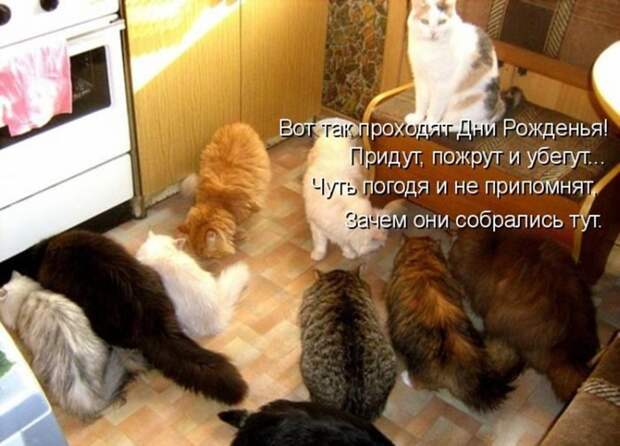 Прикольные и смешные зверюшки # 34