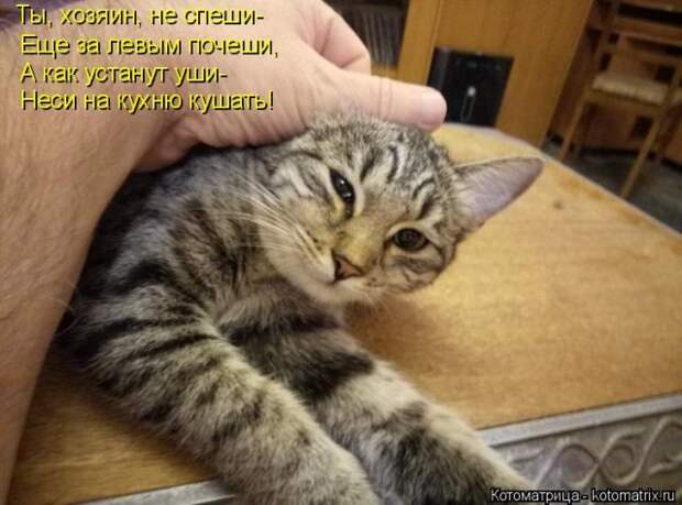 Лучшие котоматрицы недели (50 фото)