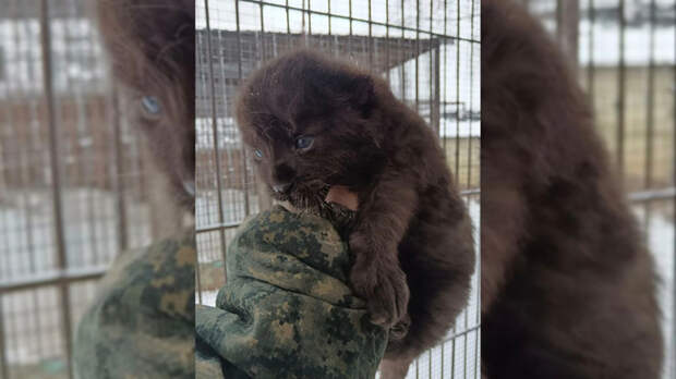 В барнаульском зоопарке у леопардов Сильвы и Маврика родился очаровательный котенок