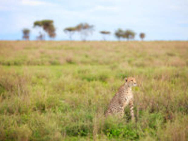Клуб путешествий Павла Аксенова. Танзания. Beautiful cheetah in Southern Serengeti, Tanzania. Фото Shalamov - Depositphotos