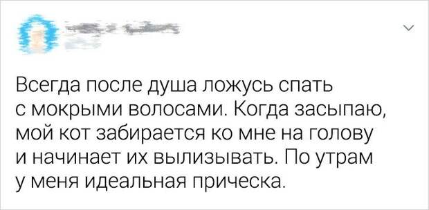 Ситуации, которые показывают, что это кошки заводят нас, а не мы их