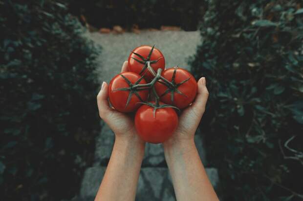 Садоводы поделились секретами правильного полива и восстановления томатов после заморозков
