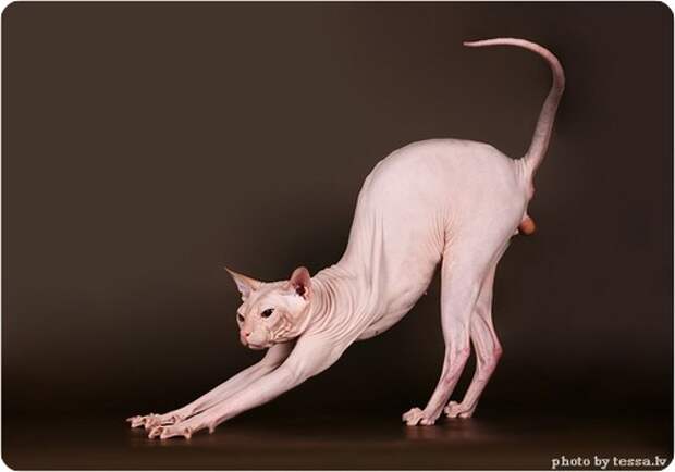 Донской сфинкс