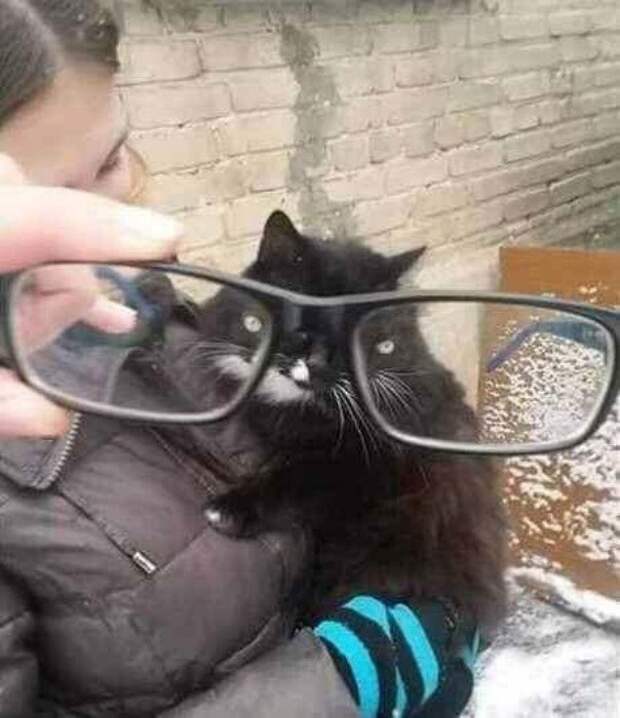 Забавные снимки, которые выглядят эпично благодаря искажению