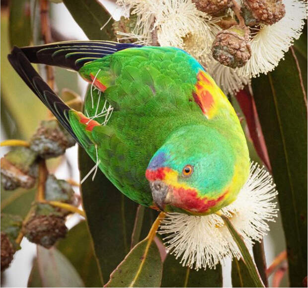 Красивые австралийские птицы на снимках Барри Бейкера