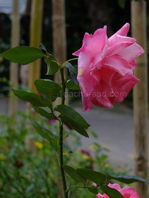 Фото шикарных роз из королевского парка 4