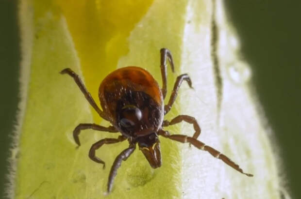 Несут смерть: эксперт сказал о клещах-гигантах, распространяющихся по РФ