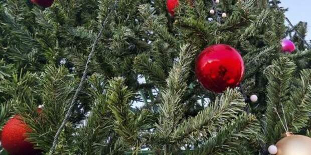 Не просто выбросить: что на самом деле делать с новогодней елкой после праздников