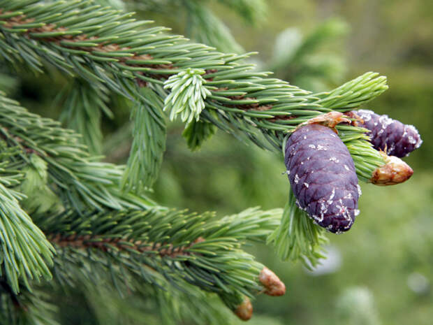 Ель Шренка (Picea schrenkiana)