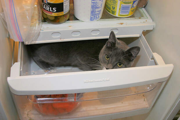 catfridge06 Коты в холодильниках