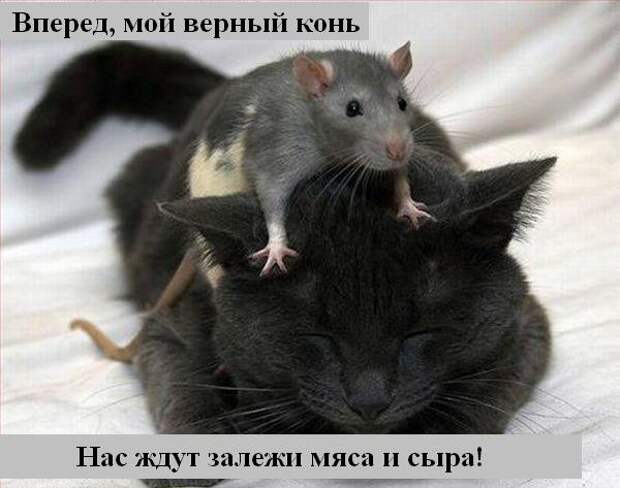 Мысли :) (50мыслей)