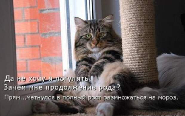 Весёлая котоматрица смех, фото