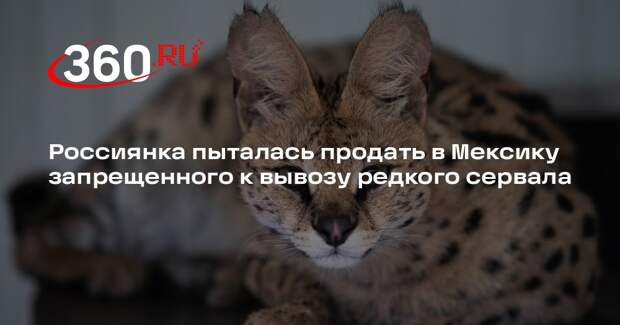 Россиянка пыталась продать в Мексику запрещенного к вывозу редкого сервала