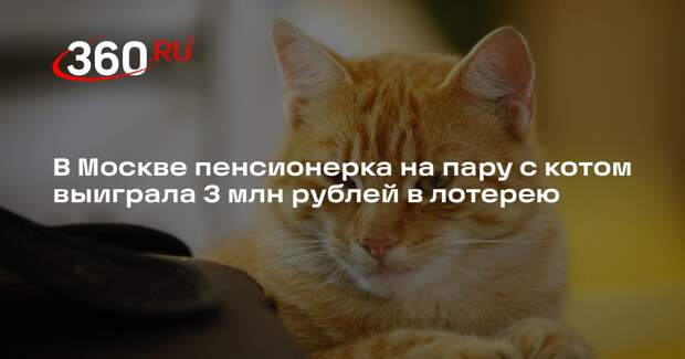 В Москве пенсионерка на пару с котом выиграла 3 млн рублей в лотерею