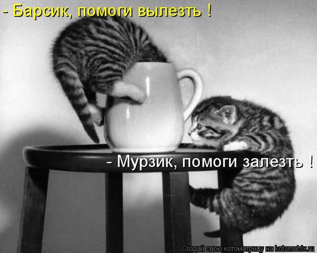 Котоматрица - - Мурзик, помоги залезть ! - Барсик, помоги вылезть !