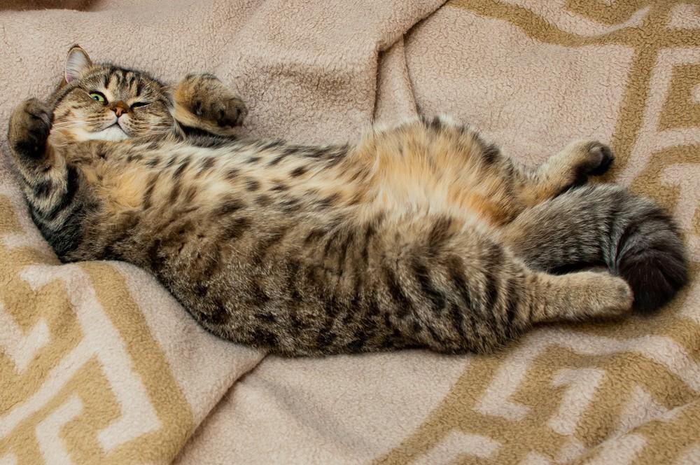 cats16 Фотограф и его коты
