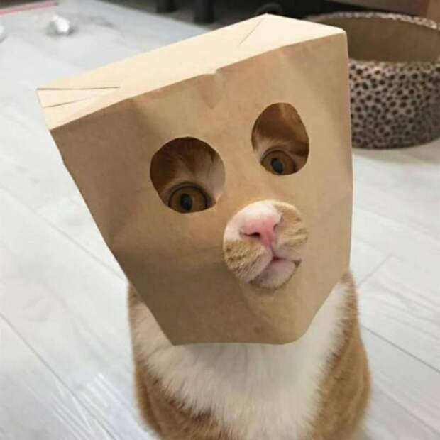 Субботний котопост коты, кошки, приколы с котами., смешные коты