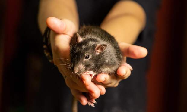 Как навсегда избавиться от грызунов в доме без вреда для семьи и питомцев