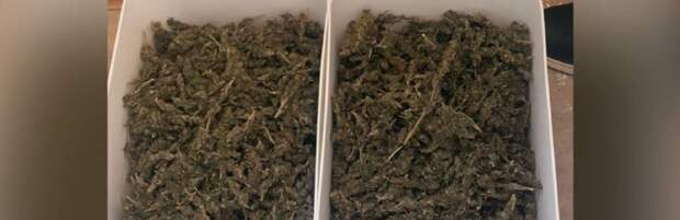 Изъято почти 4 кг марихуаны: в Актау задержали четверых