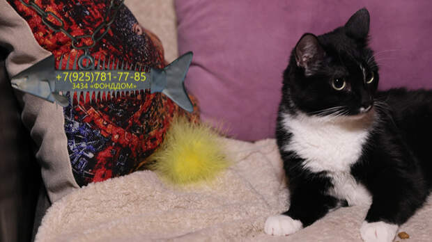 Верная Шоша