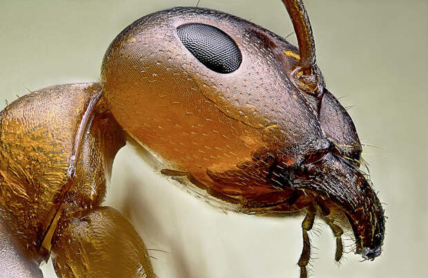 C0182371-Ant_head-SPL.jpg