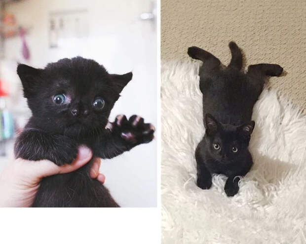 Без кота и жизнь не та