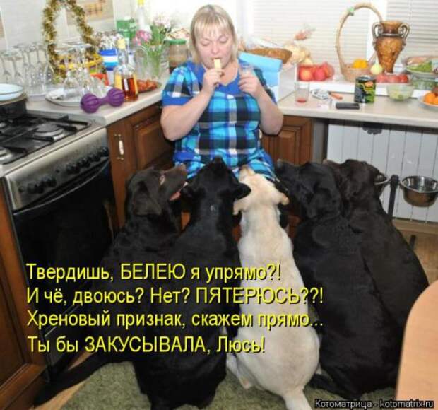 Котоматрицы(картинки с надписями)
