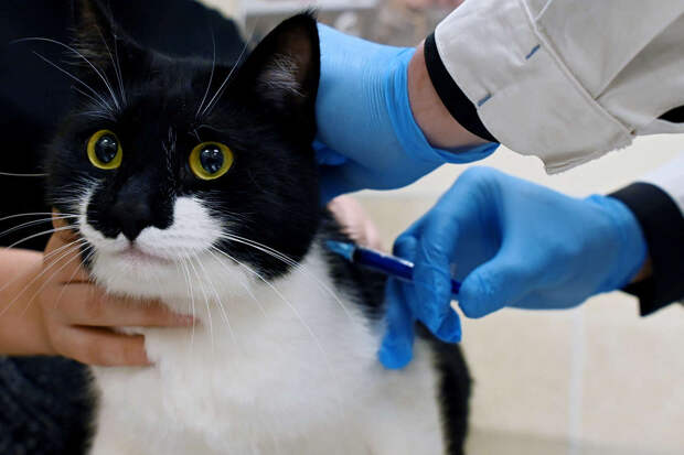 Ветврач Шеляков: в РФ импортозаместили 90% вакцин для животных