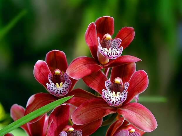 NewPix.ru - Про орхидеи. Красивые фотографии орхидей