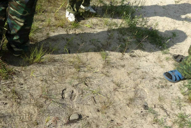 Паровозы в тайге, где на сотни километров нет ЖД. Рассказываю, как они туда попали.