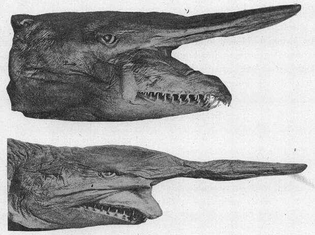 Акула-гоблин - глубоководная акула с чудной внешностью - морда рыбы имеет большой, вытянутый вперед, / чужие среди нас :: реакто