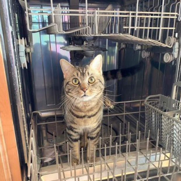 Неожиданные и странные места, в которых можно обнаружить котиков