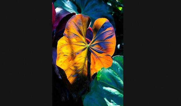Победители ежегодного фотоконкурса Focus on Nature