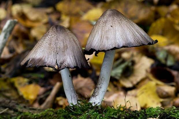 20. Чернильный гриб / Coprinopsis atramentaria грибы, факты, это интересно