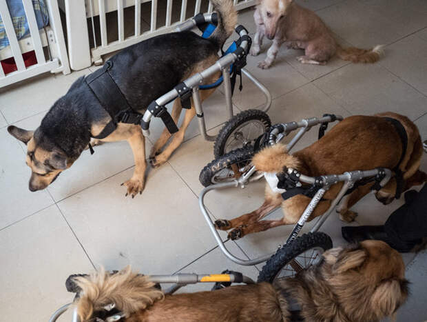 Женщина превратила свой дом в приют для парализованных собак