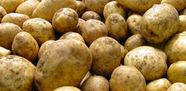Самые вкусные сорта картофеля: Фото 2