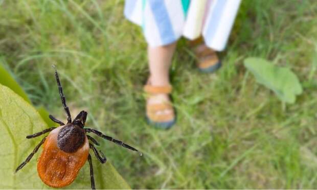 Сами бегут за жертвой: россиян предупредили об аномальных клещах-гигантах