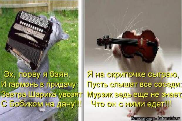 Котоматрицы(картинки с надписями)
