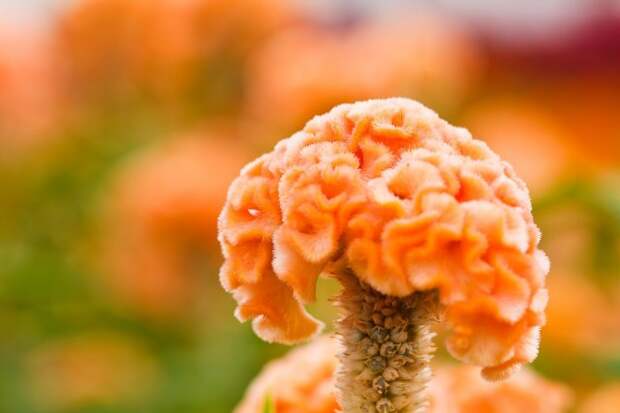 Cockscomb flowers