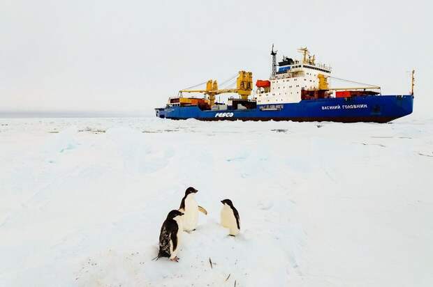 Дизель-электроход FESCO «Василий Головнин» прибыл на индийскую антарктическую станцию «Бхарати»