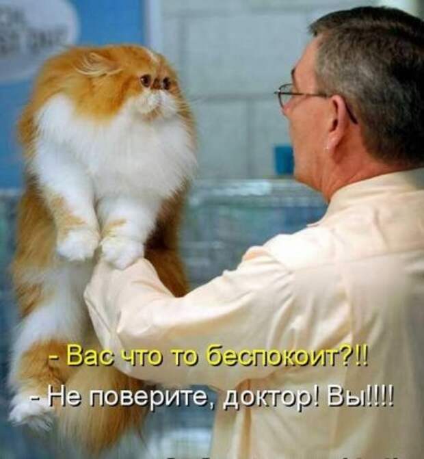 Котоматрицы: Мысли вслух