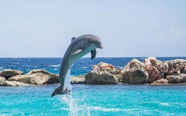 Как выглядит дельфин. Дельфин: описание, как выглядит, где живет и чем питается