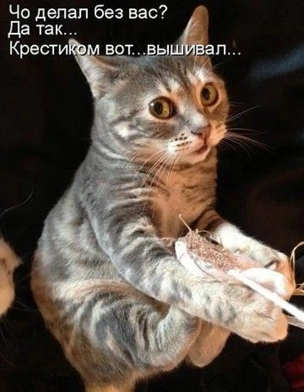 Котоматрица