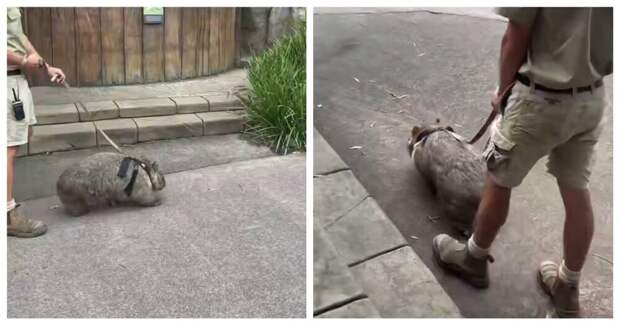 В Австралии наняли людей, которые гуляют с вомбатами