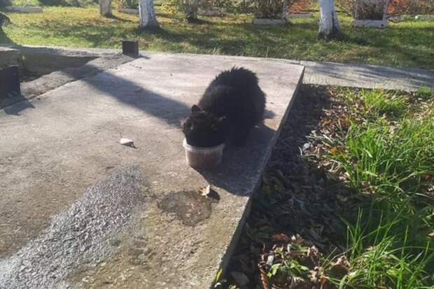 На Сахалине бездомный кот третий год приходит к спасшим его ветеринарам