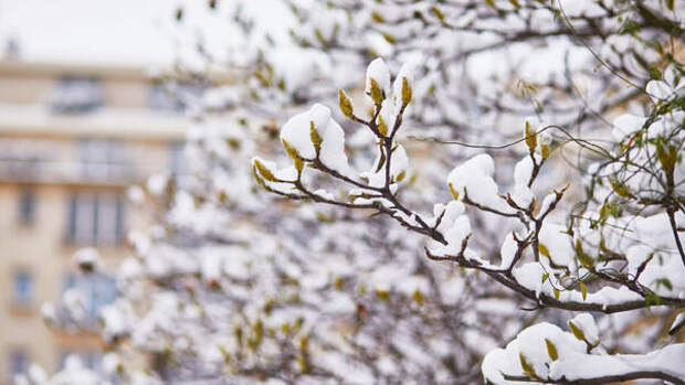 Весне пришел конец: синоптики назвали дату выпадения снега в Москве
