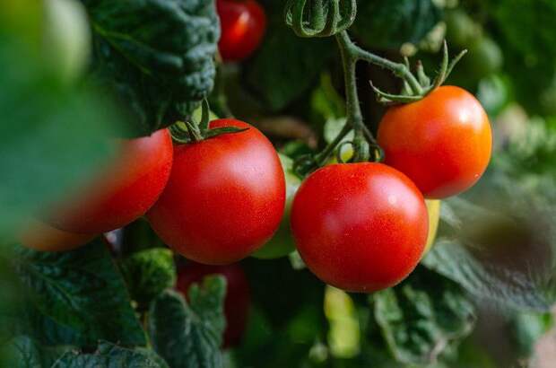 Простая подкормка, благодаря которой помидоры созревают на 2-3 недели раньше