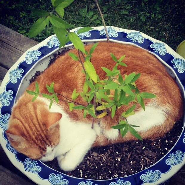 25 кошек, которые спят где угодно, кроме ваших коленей кошки спят, кошки спят в необычных местах