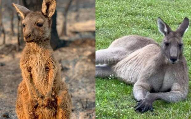 Как изменились австралийские кенгуру спустя год после пожаров?