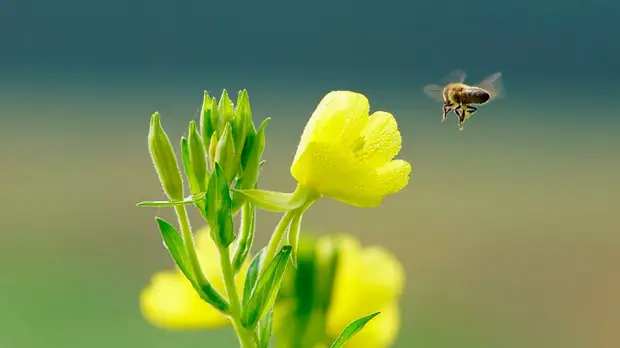 Весенние цветы могут быть опасны из-за риска встречи с клещом